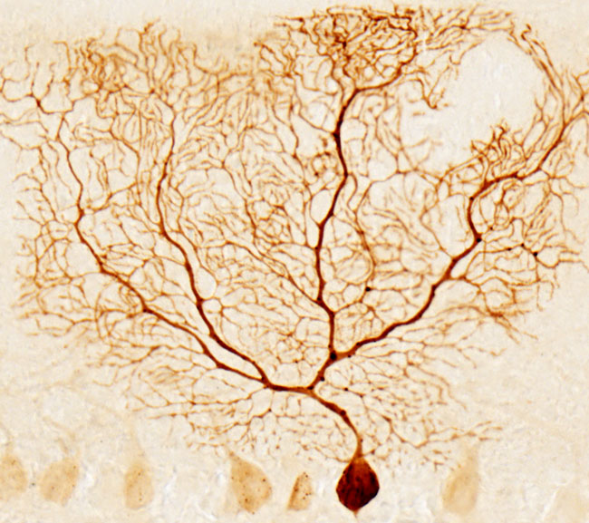 Neuron 2.png